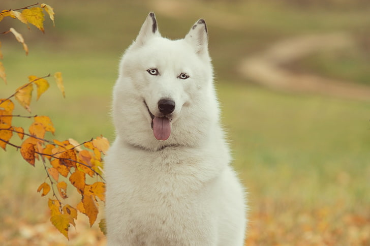 adult white Siberian husky, dog, forest, tree, branch, autumn, HD wallpaper