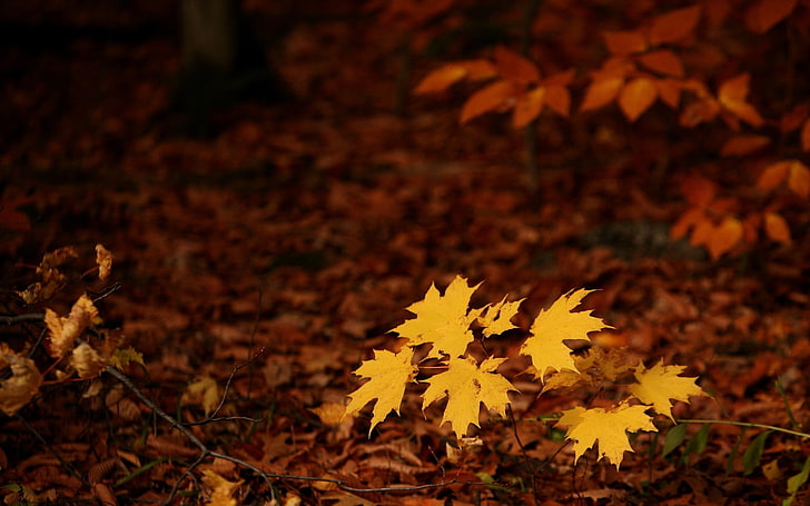 yellow maple leaves, fall, seasons, forest, nature, autumn, leaf, HD wallpaper