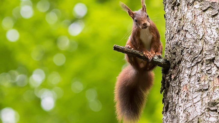 brown squirrel, brown squirrel perch on tree branch, animals, HD wallpaper
