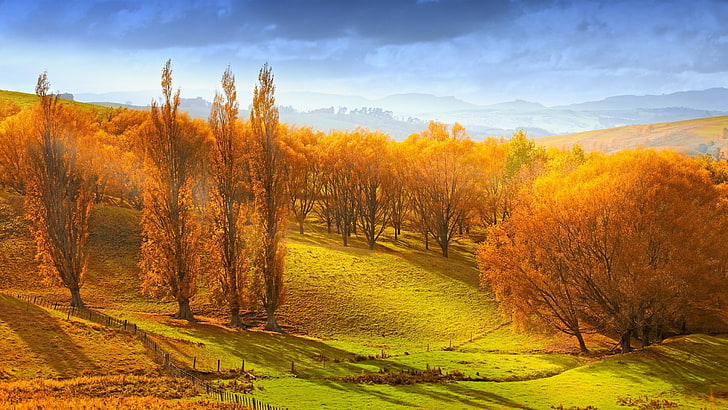 nature, fall, grassland, sky, field, autumn, hill, tree, sunlight, HD wallpaper