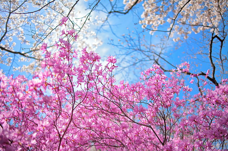 Garden spring flowers, pink cherry blossoms, sky, trees
