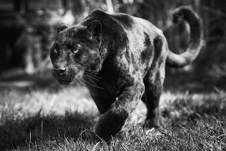 HD wallpaper: black puma, face, predator, Panther, wild cat, black leopard  | Wallpaper Flare