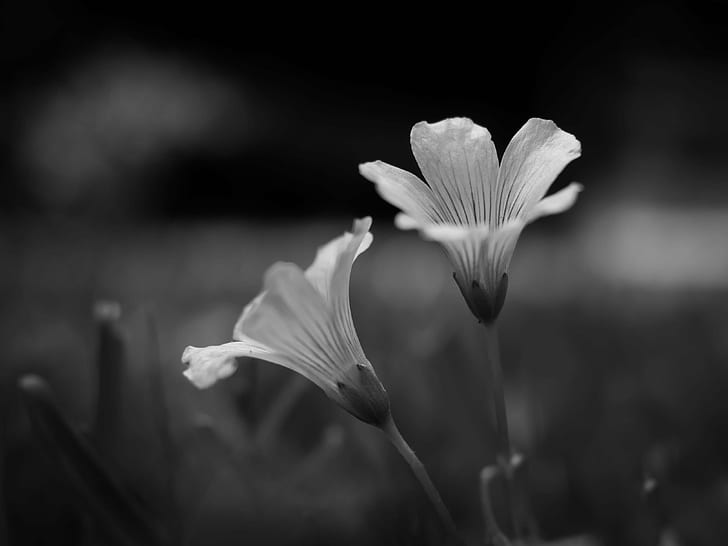 grayscale photography of two flowers, untitled, 40mm, em1, olympus