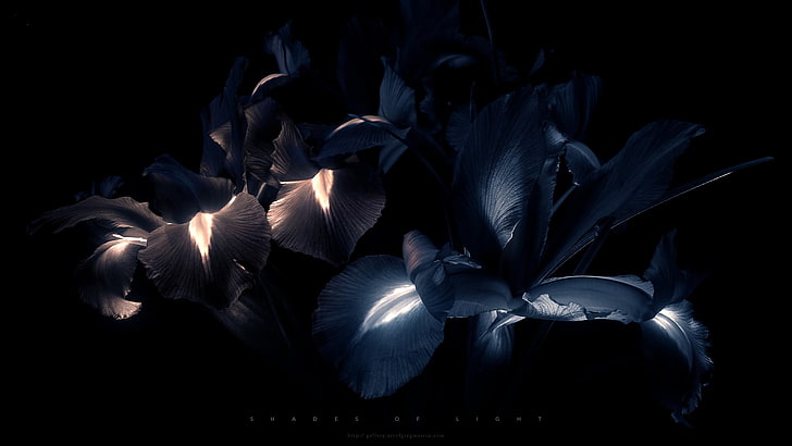 blue petal flowers, neon, black, digital art, no people, close-up, HD wallpaper