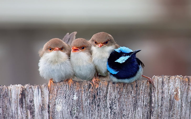 three white-and-brown and blue birds, Superb fairywren, nature