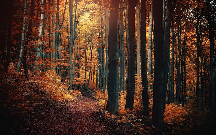 nature, forest, path, fall, landscape, leaves, trees, shrubs