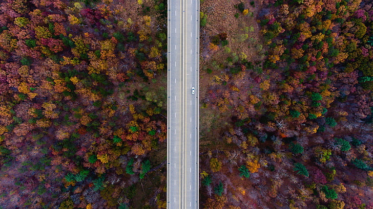 top view of trees, nature, road, fall, car, full frame, day, no people