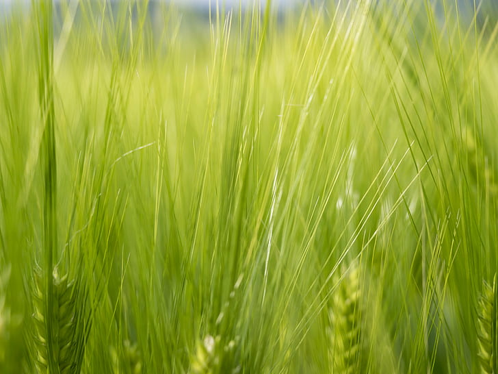 green green grass, brescia, italy, grano, corn, franciacorta, HD wallpaper