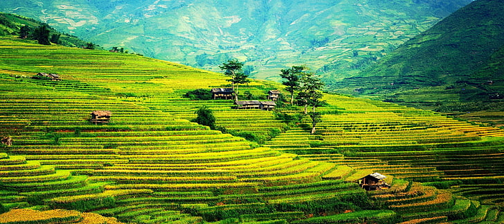nature, landscape, farm, rice paddy, rice fields, agriculture