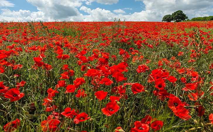 Field of Poppies, red flowers, Nature, Landscape, Clouds, Poppy