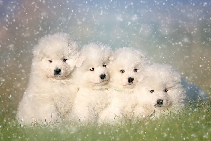HD wallpaper: Dogs, Samoyed, Animal, Baby Animal, Cute, Fluffy, Puppy |  Wallpaper Flare