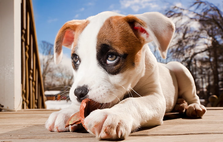 short-coated white and brown puppy, pit bull, boxer, pitbull boxer mix, HD wallpaper