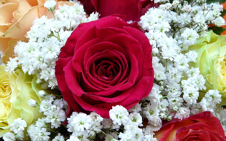 rose, flower backgrounds, Bud, Bouquet, decoration, download 3840x2400 rose