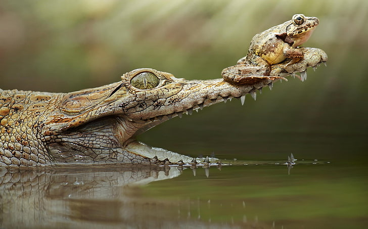 brown alligator and brown frog, animals, reptiles, animal themes, HD wallpaper