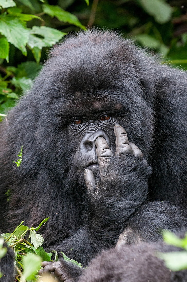 black gorilla, nature, animals, humor, winner, photography, contests, HD wallpaper