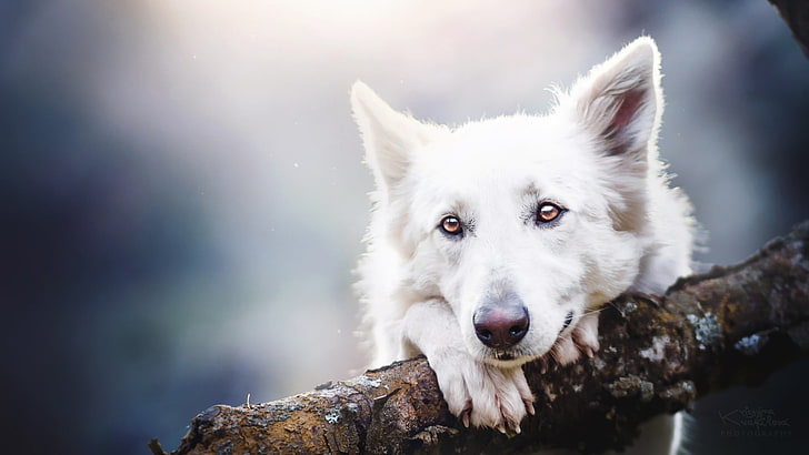 dog breed, white swiss shepherd dog, white shepherd, one animal