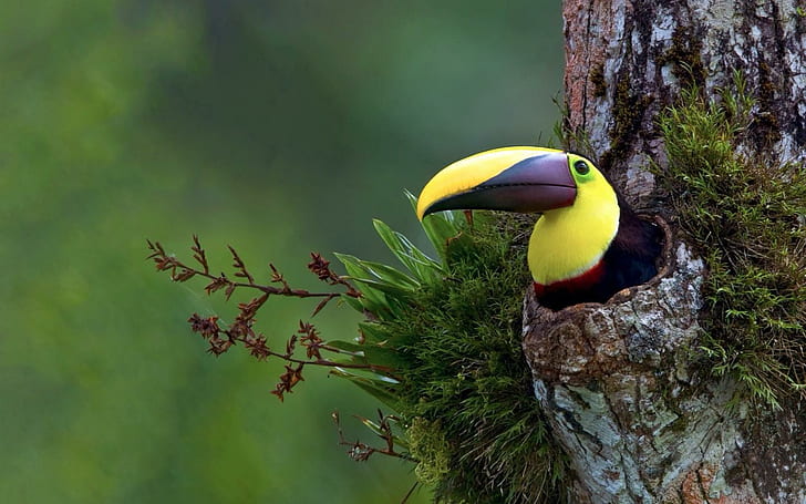 Bird Tropical Tree Toucan HD, animals, HD wallpaper
