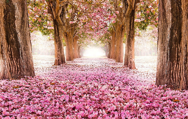 pink cherry blossoms, nature, landscape, flowers, trees, plant
