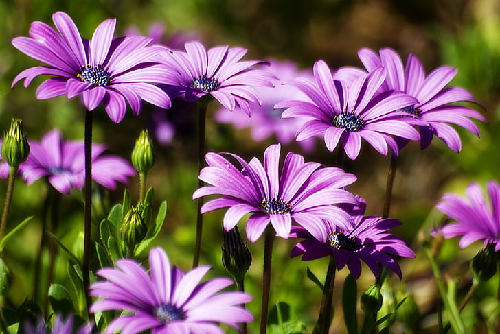 purple osteospermum flowers in close-up photography, flowers, HD wallpaper