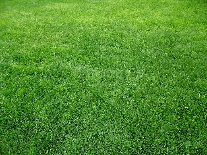 green lawn grass, grain, field, nature, backgrounds, meadow, outdoors, HD wallpaper