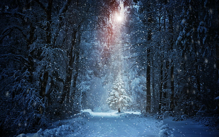 Winter forest light rays, snow covered forest, sun, road, tree, HD wallpaper