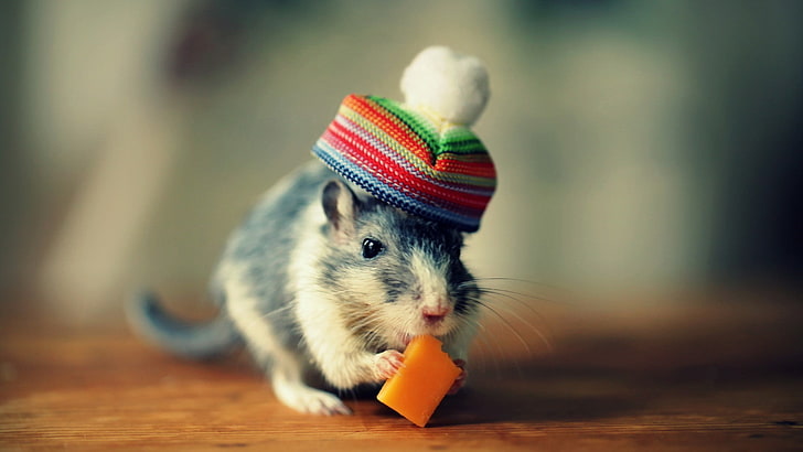 black and white mouse, animals, hat, mice, cheese, one animal, HD wallpaper