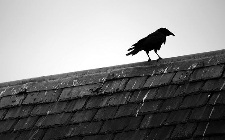 Raven, Bird, Roof, Animal, Monochrome, HD wallpaper