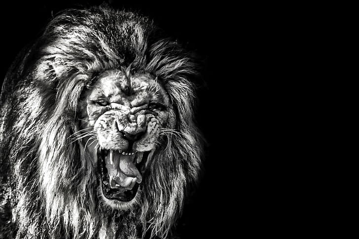 grayscale photo of roaring lion, bandw, parc des félins, zoo, HD wallpaper