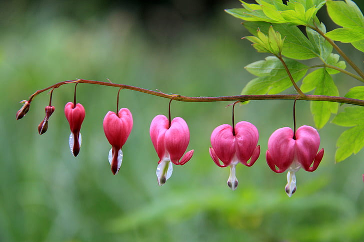 selective focus photography of pink petaled flower, Hearts, EXPLORE, HD wallpaper