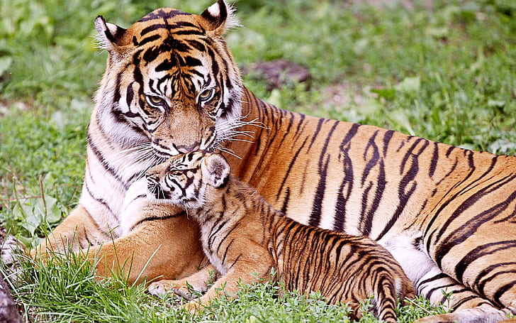 Tiger & Baby Tiger, brown and black tiger, HD wallpaper