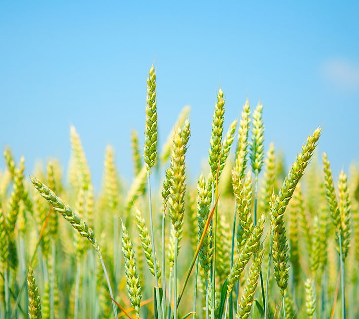 nature, clear sky, field, agriculture, crop, cereal plant, growth, HD wallpaper