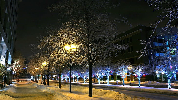 Christmas Lights On Trees Late At Night, street, xmas, winter