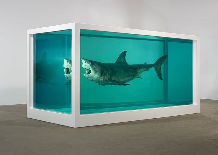 HD wallpaper: Shark, formalin, Damien Hirst, The physical impossibility of  death in soznanii living | Wallpaper Flare
