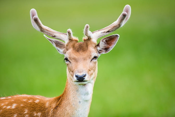 brown buck, deer, antlers, spotted, wildlife, animal, nature, HD wallpaper