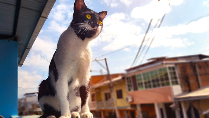 cat, Ecuador, animals, yellow eyes, domestic, pets, domestic animals, HD wallpaper