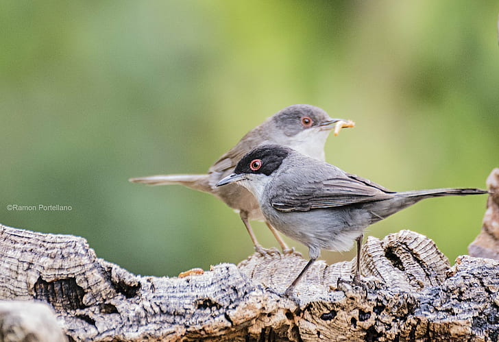 shallow focus photography of two gray birds on brown tree branch, HD wallpaper
