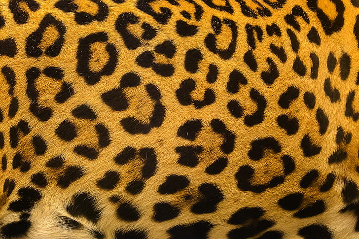 background, leopard, skin, fur, texture, HD wallpaper