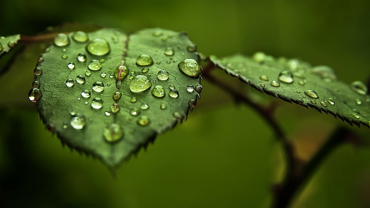 leaves, water drops, macro, plants, branch, green