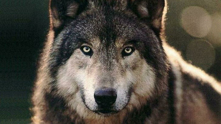 wolf, nature, life, animals, eyes, wild animal, wildlife, HD wallpaper