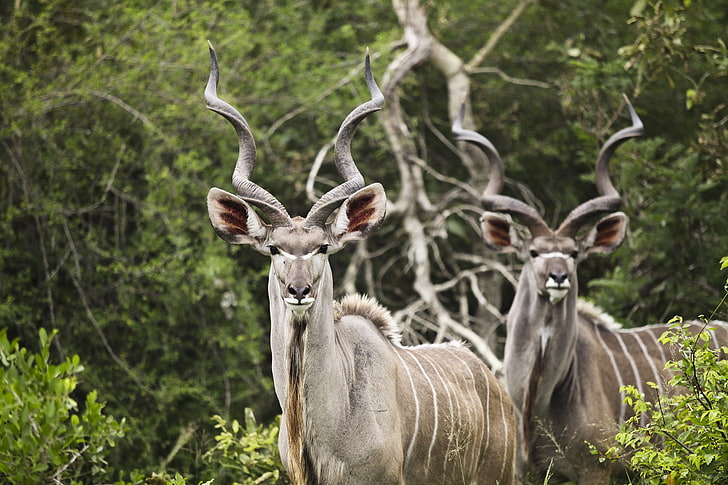 two gray deers, kudu, antelope, horns, wildlife, nature, animal, HD wallpaper