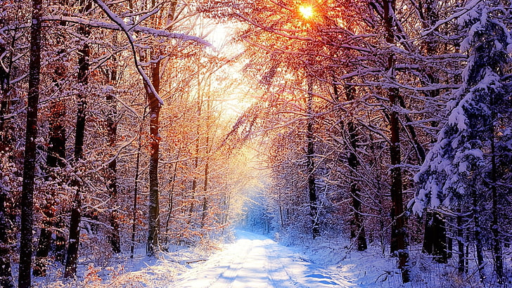 winter, pathway, trees, nature, sunlight, snow, plant, cold temperature