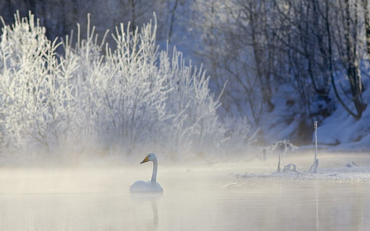 Swan, white swan, snow, winter, lake, nature and landscapes