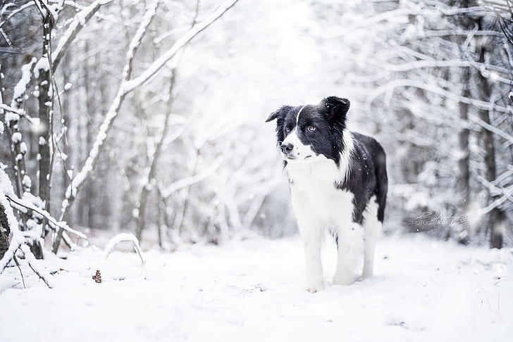 snow, nature, winter, dog, animals, HD wallpaper