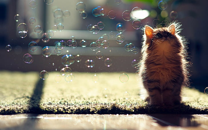 cat, Ben Torode, carpets, bubbles, sunlight, animals, looking up, HD wallpaper