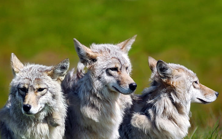 3 Brother Wolves, gray and brown wolves pack, wolf