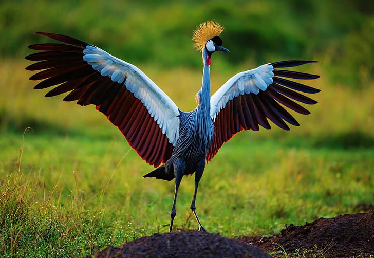 Birds, Grey crowned crane, Animal, Wildlife, Wings, HD wallpaper