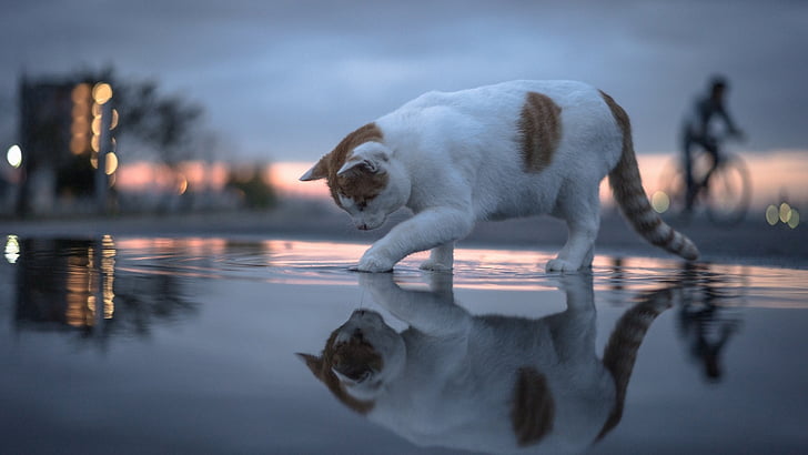water, reflection, cat, cute, domestic cat, puddle, sump, stank