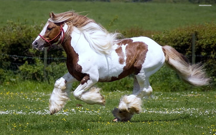 Galloping Pony, white and brown horse, animals, nature, wildlife