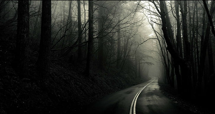 forest, road, monochrome, dark, trees, HD wallpaper