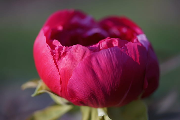 pink Peony flower in bloom close-up photo, 60mm, alpha, alpha7, HD wallpaper